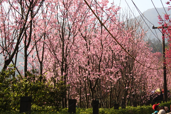 陽明山櫻花 (37).JPG