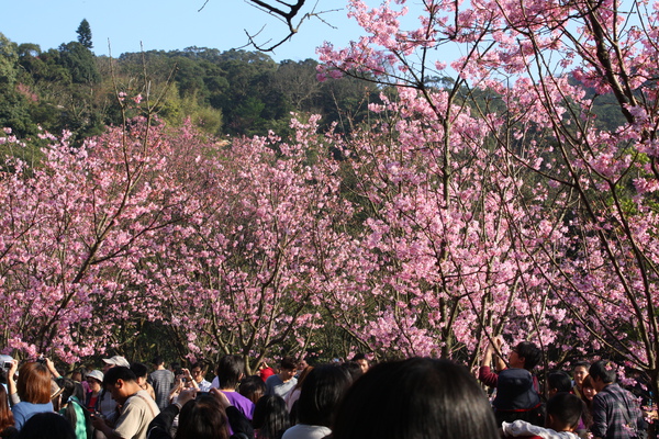 陽明山櫻花 (59).JPG