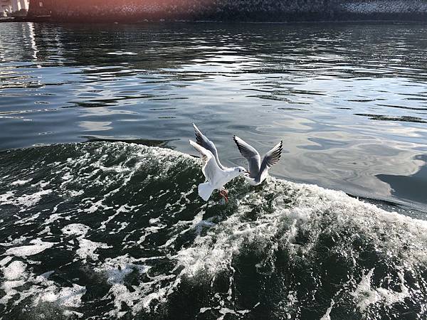 IMG_2122_compressed.jpg IMG_2122_compressed.jpg