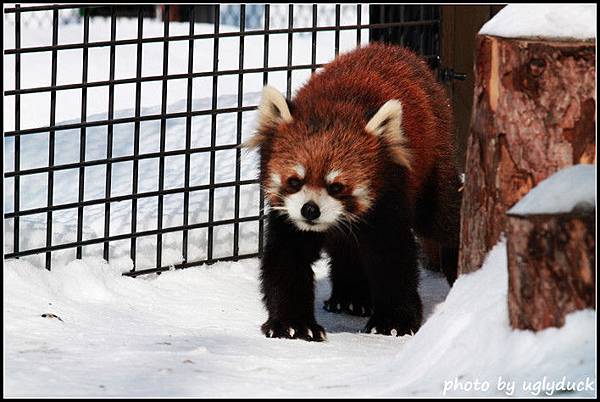 旭山動物園_猛獸篇