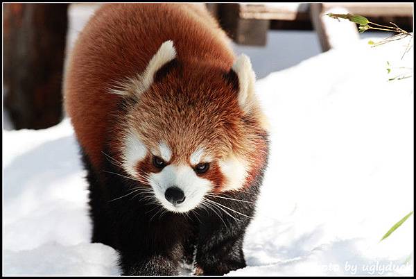 旭山動物園_猛獸篇