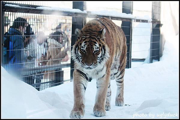 旭山動物園_猛獸篇