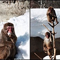 旭山動物園_可愛動物