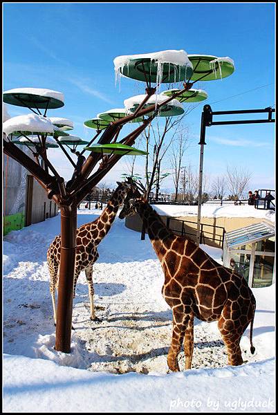 旭山動物園_可愛動物