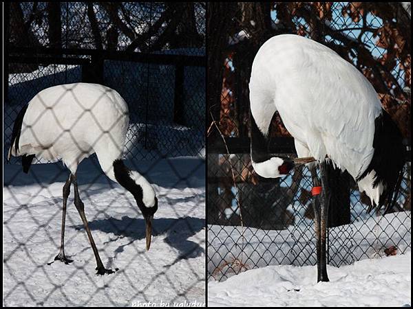 旭山動物園_可愛動物