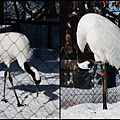 旭山動物園_可愛動物