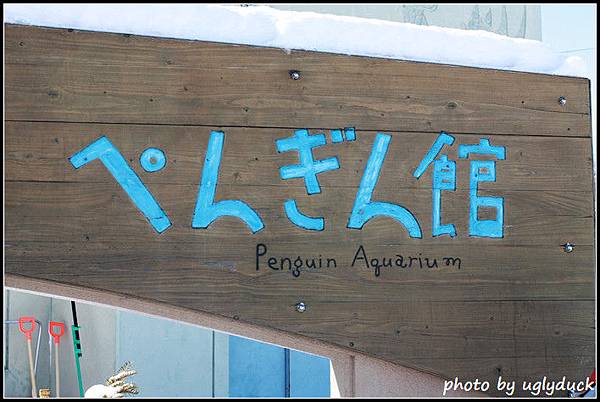 旭山動物園_企鵝篇