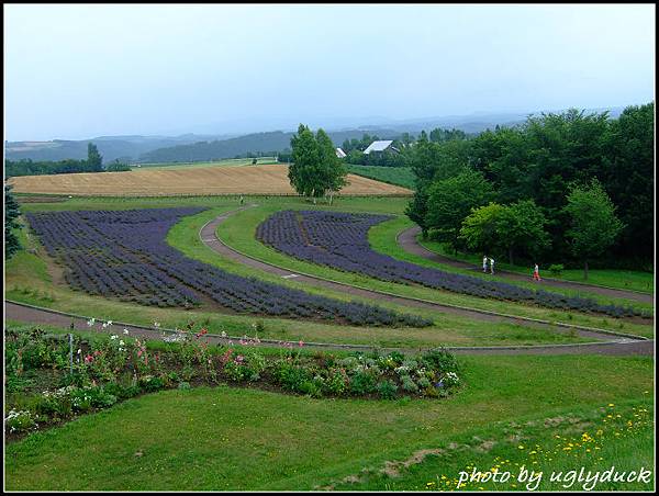 北海道美瑛_北西之丘展望公園