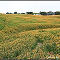 六十石山金針花