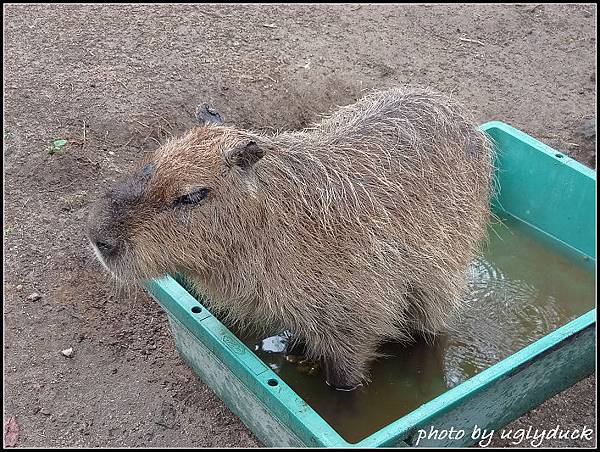 阿蘇動物園