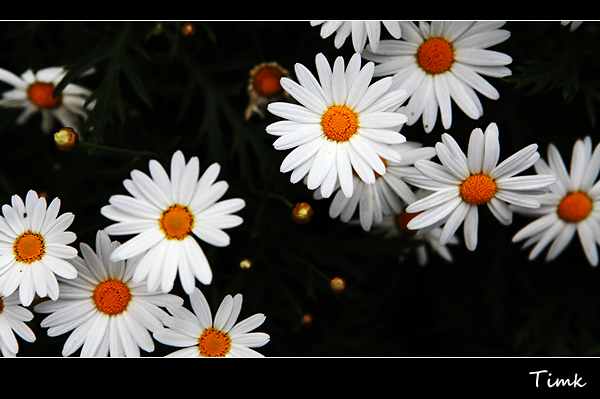 20090214017.jpg