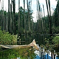 NT0001.jpg