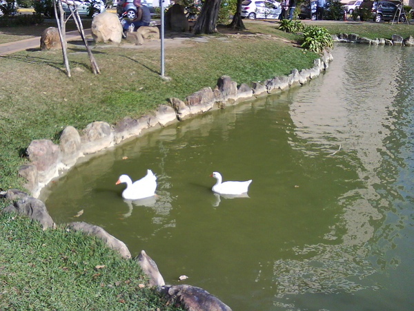 中興湖的名產 -肥滋滋的大白鵝