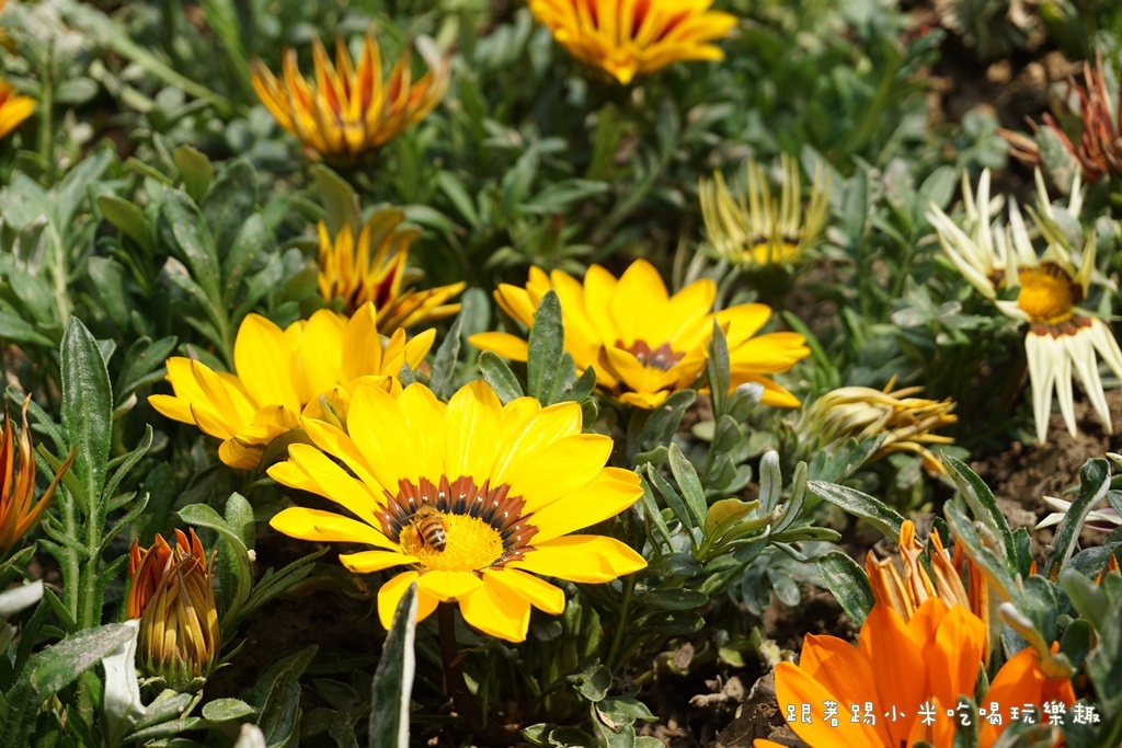 DSC00694.JPG DSC00694.JPG