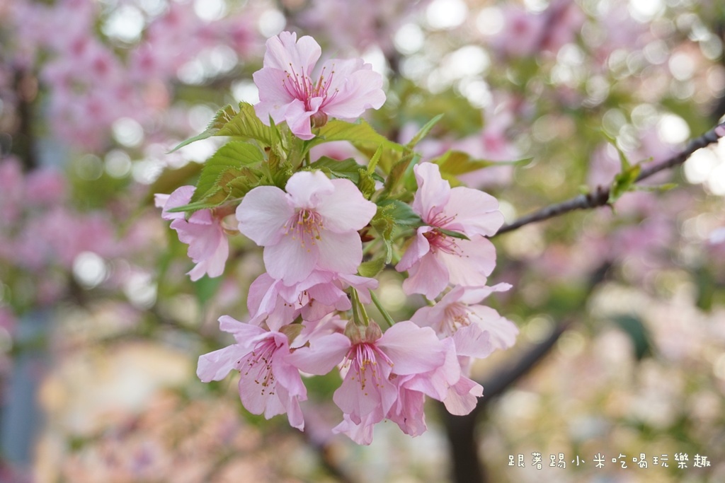 DSC00907.JPG DSC00907.JPG