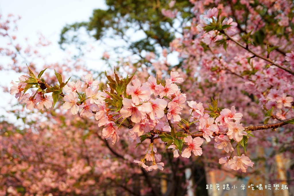 DSC00915.jpg DSC00915.jpg