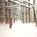 snowforest1.jpg