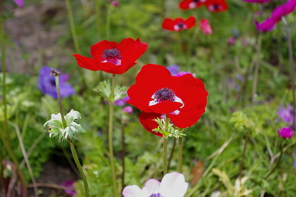 小花