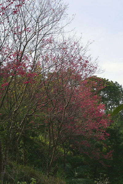 山櫻花