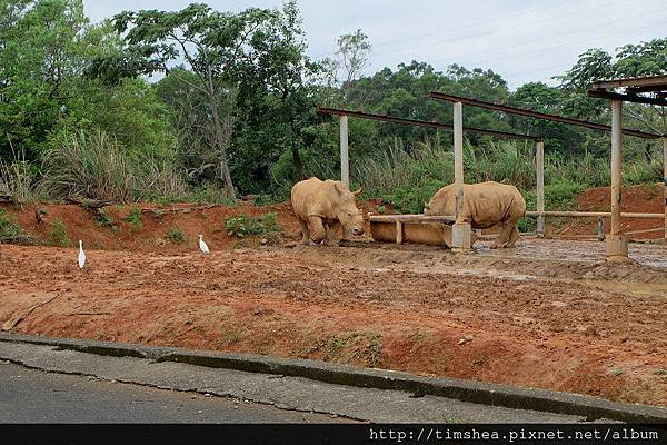 搭遊園火車 看動物