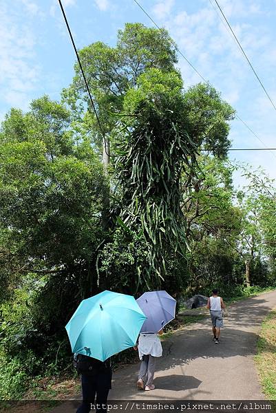 太平濱海步道32.JPG 太平濱海步道32.JPG