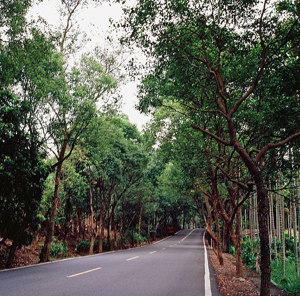 集集 綠色隧道