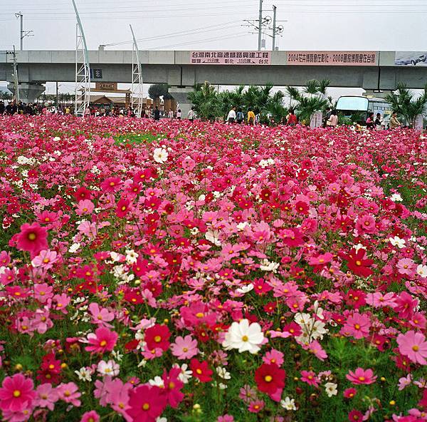 2004年 溪州花博會