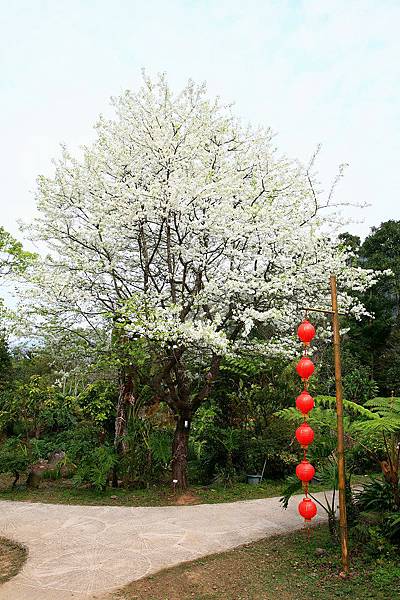 鳥梨樹