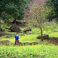 麗與山櫻花