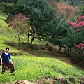 麗與山櫻花