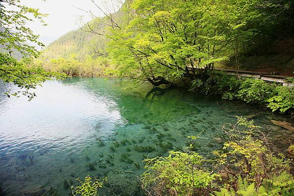 九寨溝  樹正群海