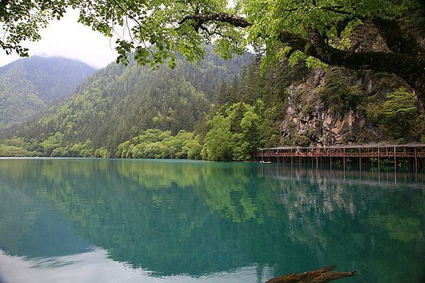 九寨溝  熊貓海