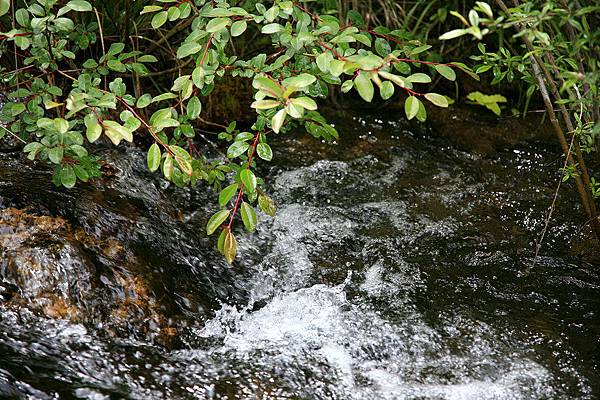 九寨溝  珍珠灘