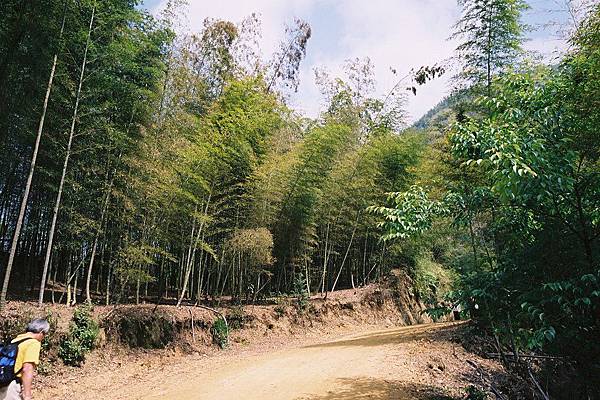 太極峽谷  竹林