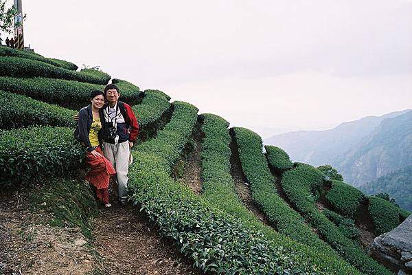 八卦茶園