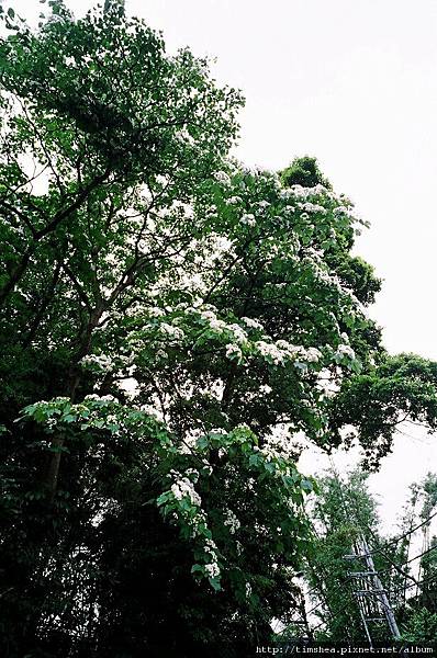 山上的桐花