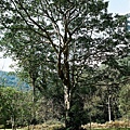 福山植物園