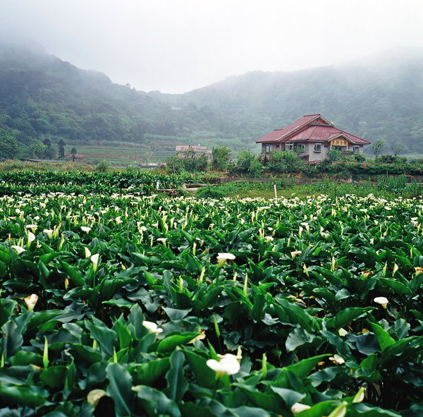 竹子湖