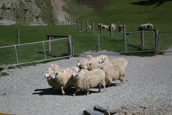 農莊  趕羊秀