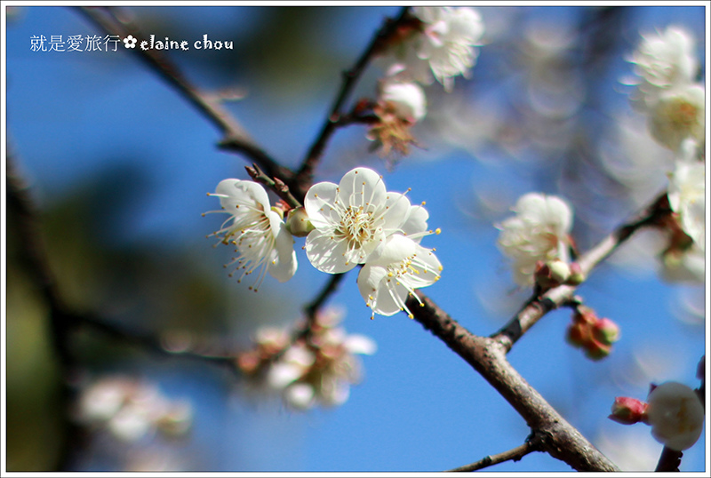 踏雪尋梅04.jpg