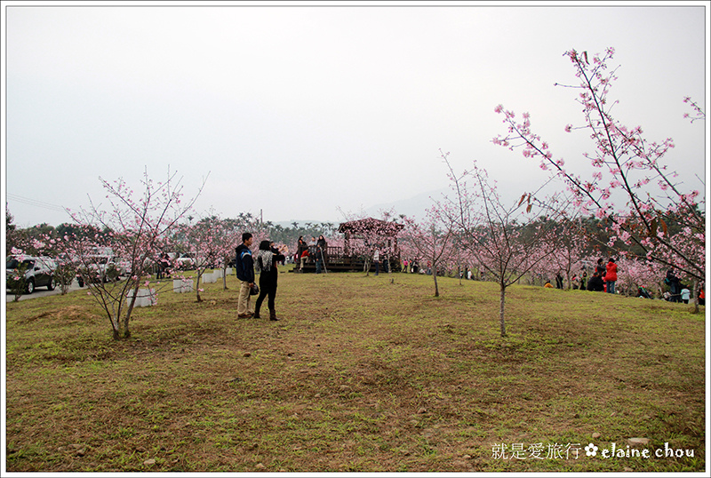 小半天河津櫻07.jpg