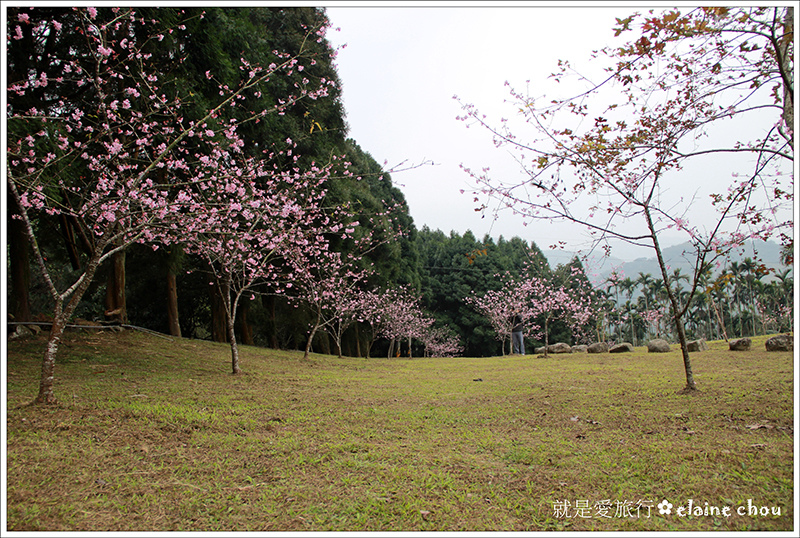 小半天河津櫻23.jpg