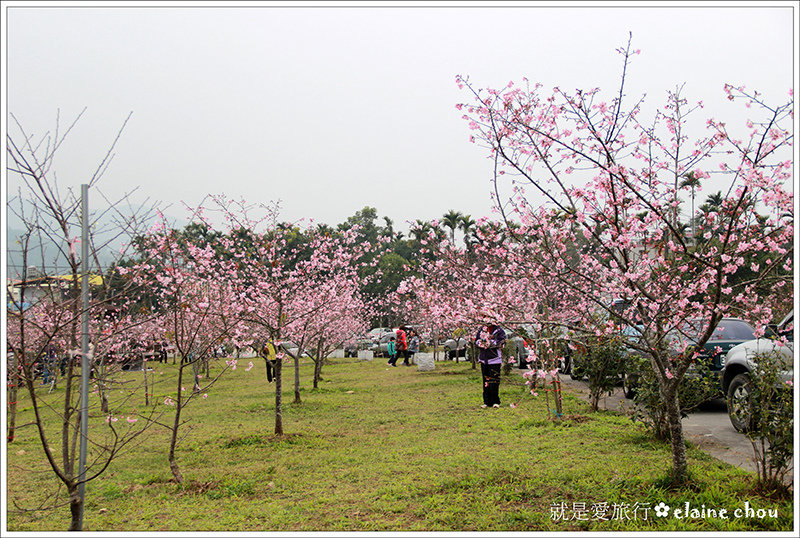 小半天河津櫻47.jpg