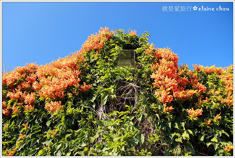 中社觀光花市24.jpg