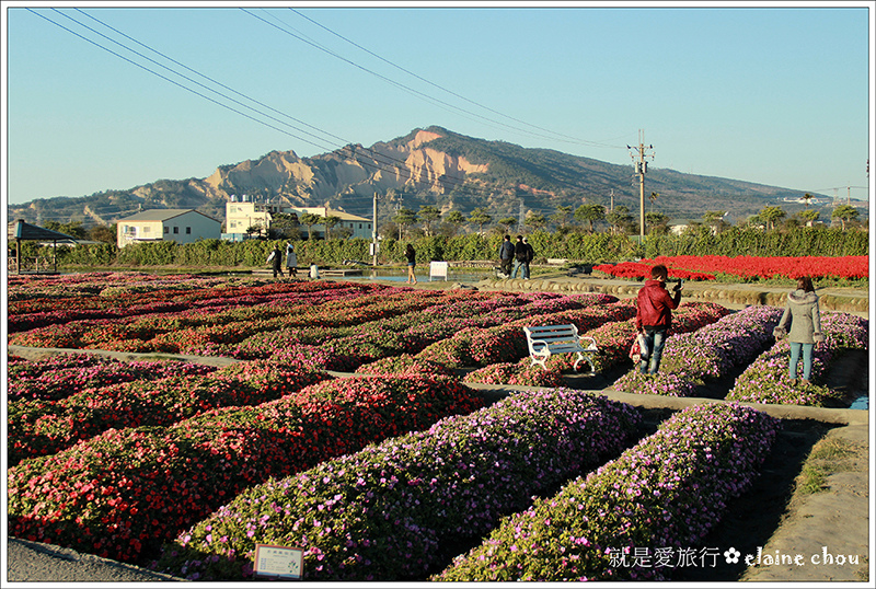 中社觀光花市38.jpg