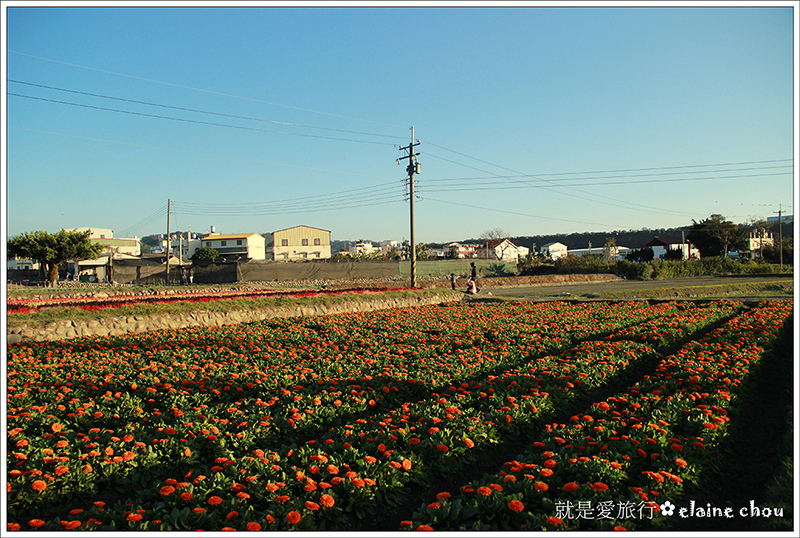 中社觀光花市41.jpg