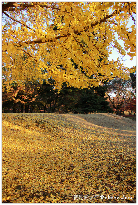 奈良公園20.jpg