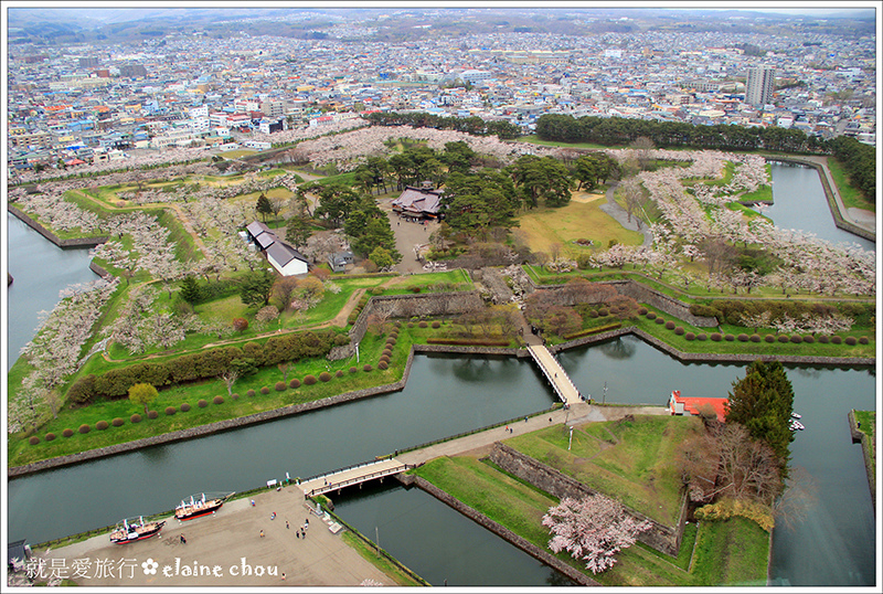 五陵郭吉野櫻01.jpg