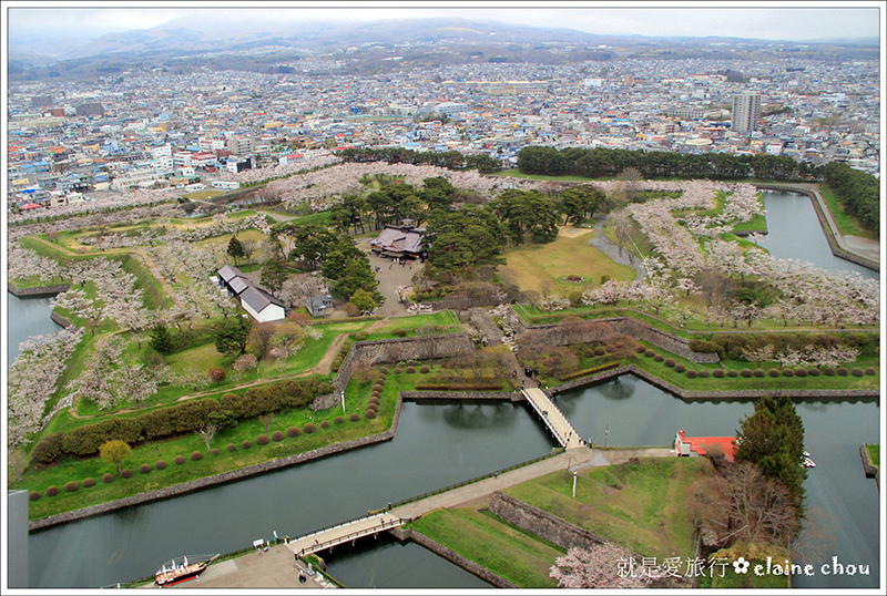 五陵郭吉野櫻07.jpg