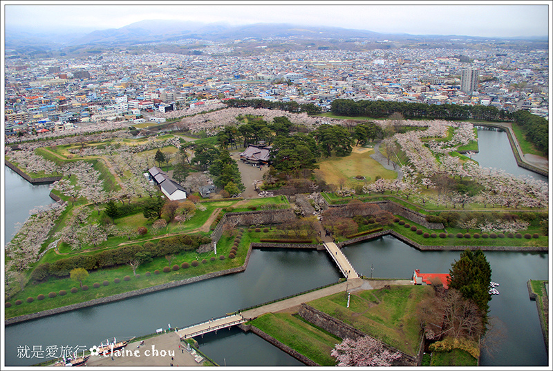 五陵郭吉野櫻08.jpg